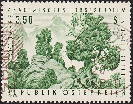 Австрия 1967 год . Столетие академических исследований леса : Pinus cembra . Каталог 0,70 фунта .